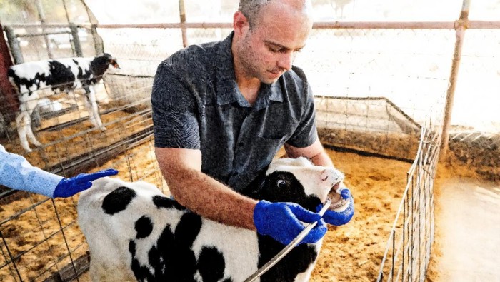 Peneliti mendemonstrasikan pengambilan sampel penelitian di rumen anak sapi.