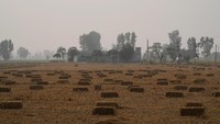 Beberapa petani yang telah mencoba metode ini mengatakan bahwa mereka pertama kali mencoba mulsa sebagai percobaan sekitar dua hingga tiga tahun yang lalu di lahan kecil, dan didorong oleh hasil panen mereka yang melimpah, mereka kini telah meningkatkan penggunaan mulsa berkali-kali lipat.  