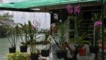 Mengintip Kehidupan di Pulau Ubin, Desa Terakhir di Singapura