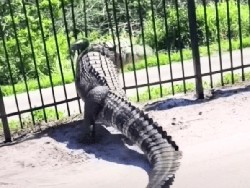 Gokil! Buaya Raksasa Menerobos Pagar Logam di Lapangan Golf