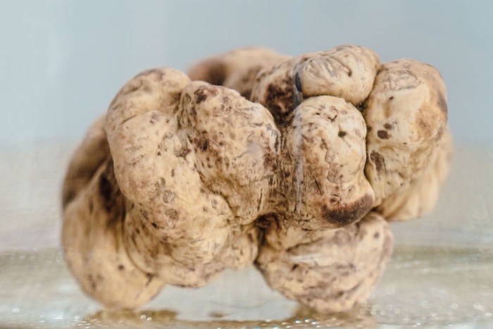 jamur truffle putih dilelang Rp 2,4 miliar