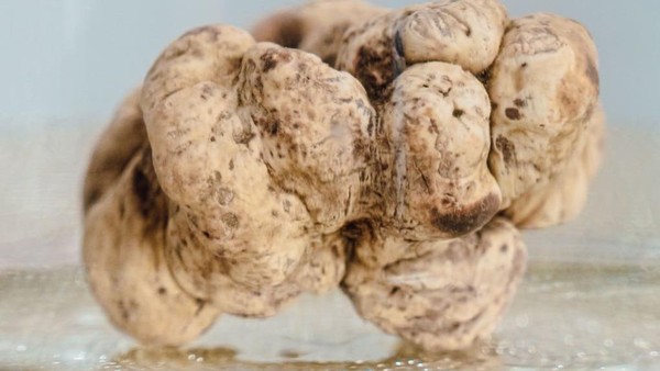 Jamur Truffle Putih