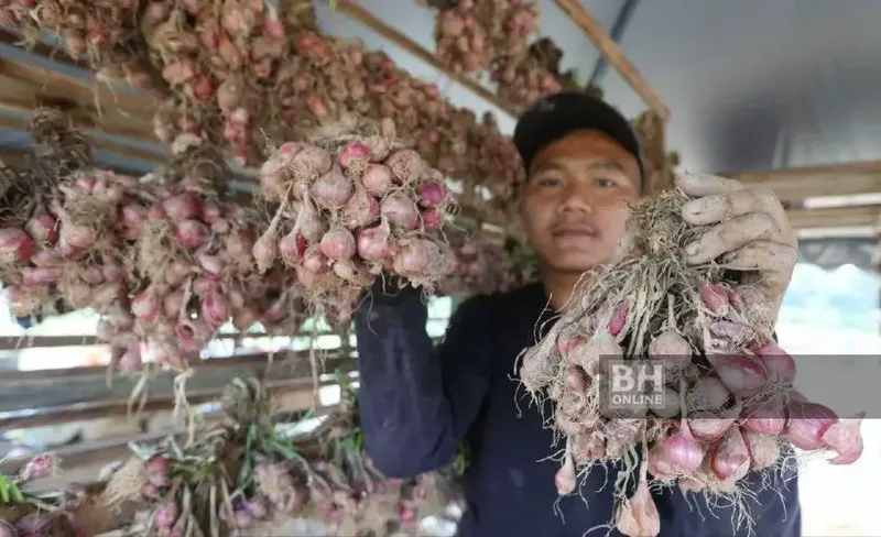 Petani Ini Raup Cuan Rp 10 Juta Berkat Budidaya Bawang Merah