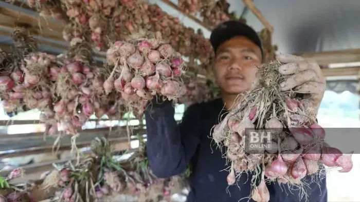 Petani Ini Raup Cuan Rp 10 Juta Berkat Budidaya Bawang Merah