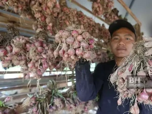 Petani Bawang Merah di Malaysia Cuan, Ngaku Belajar dari Petani di Sumbar