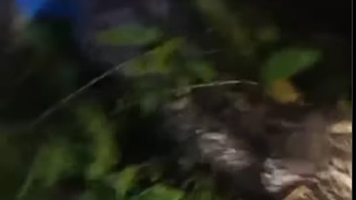 Pria di Luwu Utara tewas ditelan ular piton 6 meter.