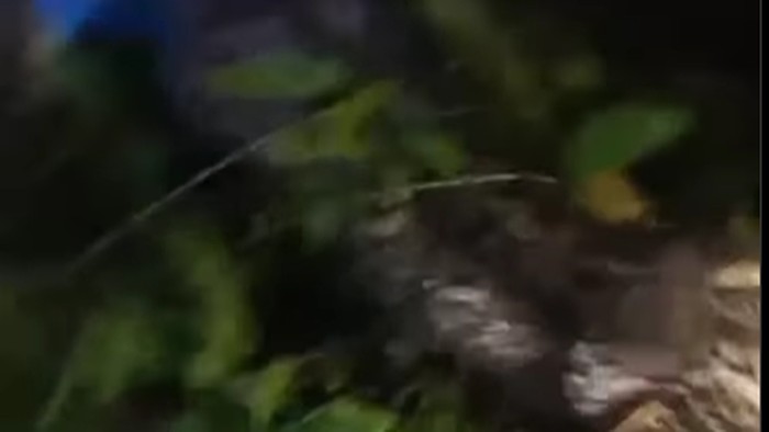 Pria di Luwu Utara tewas ditelan ular piton 6 meter.