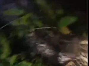 Sebelum Tewas Ditelan, Benjo Tebas Ular Piton 6 Meter tapi Kalah