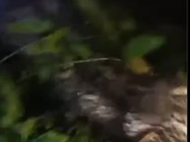 Pria Tewas Ditelan Ular Piton 6 Meter di Lutra Sempat Melawan Pakai Parang