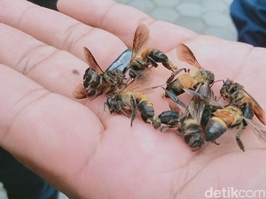 Diserang Koloni Tawon Gung, 4 Warga Gemampir Klaten Rawat Inap