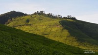 kebun teh yang mengintari jalur pendakian