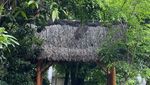 Trip yang Unik: Telanjang Kaki Tanpa Sandal Menjelajahi Hutan Adat Cireundeu