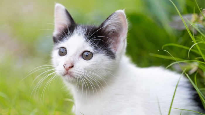 Anak kucing duduk di rumput