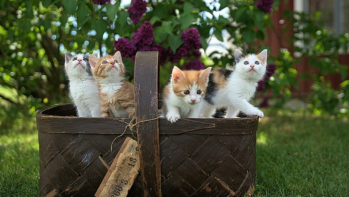 Kenapa Anak Kucing Kembar Bisa Punya Warna yang Berbeda-beda?