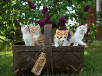 Kenapa Anak Kucing Kembar Bisa Punya Warna yang Berbeda-beda?