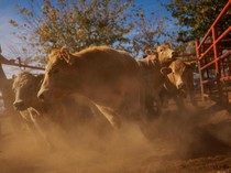 AS Stop Impor Ternak Meksiko gegara Kasus Cacing Parasit