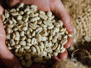 Mengenal Typica, Kopi Arabika Tertua di Dunia yang Kini Langka