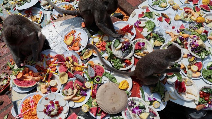 Festival Monyet di Lopburi, Thailand, sajikan prasmanan buah dan sayur untuk ribuan monyet liar. Tradisi unik ini jadi daya tarik wisata tahunan.