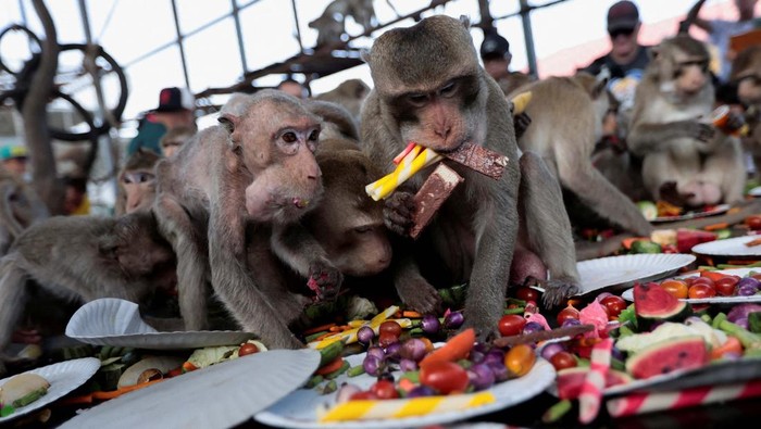 Festival Monyet di Lopburi, Thailand, sajikan prasmanan buah dan sayur untuk ribuan monyet liar. Tradisi unik ini jadi daya tarik wisata tahunan.