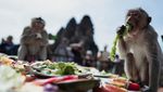 Festival All You Can Eat untuk Para Monyet di Thailand