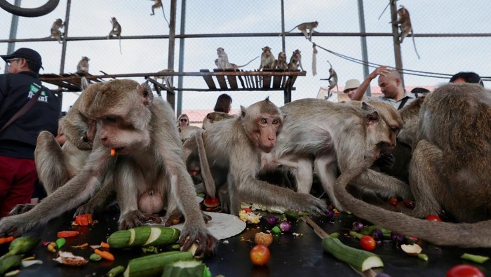 Festival Monyet di Lopburi, Thailand, sajikan prasmanan buah dan sayur untuk ribuan monyet liar. Tradisi unik ini jadi daya tarik wisata tahunan.