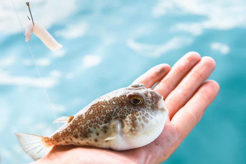 Ikan Fugu beracun