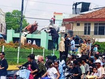 Kisruh Konvoi Pilbup Dompu: Massa Robohkan Patung Kuda Ikonik