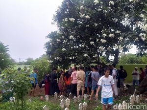 Petugas TPS Meninggal, Kecelakaan, hingga Keguguran di Pilkada Bali