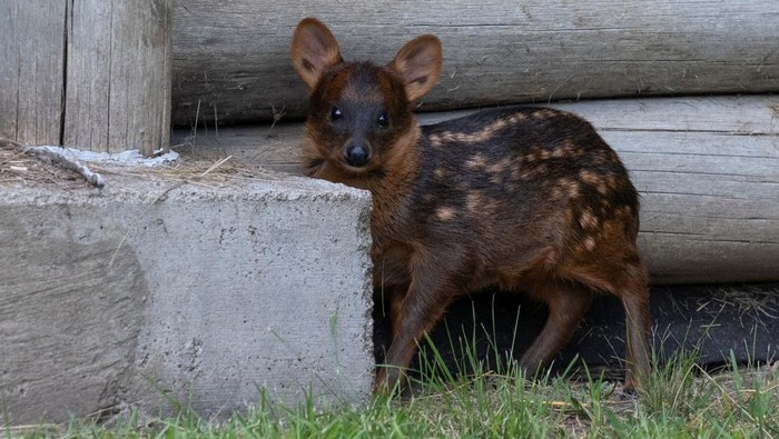 A rare pudu fawn named Lenga, born earlier this month, is seen at the Temaiken Foundation, in Buenos Aires, Argentina November 22, 2024. REUTERS/Alessia Maccioni TPX IMAGES OF THE DAY