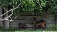 Rusa pudu adalah salah satu spesies rusa terkecil di dunia, tumbuh hingga setinggi 50 cm (20 inci) dan berat hingga 12 kg (26,5 pon). Dengan berat yang hanya sebagian kecil dari berat tersebut, Krause mengatakan Lenga menghabiskan hari-harinya menjelajahi taman bersama ibunya Chalten dan ayahnya Nicolino. Lenga menyusui selama dua bulan pertama hingga ia dapat mengonsumsi makanan herbivora.