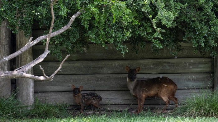 Potret Pudu Langka yang Lahir di Argentina