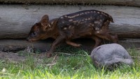 Dengan berat hanya 1,21 kg (2,7 pon), rusa pudu jantan yang lembut, rapuh, dan berbintik putih itu diberi nama Lenga, diambil dari spesies pohon yang endemik di hutan Andes Patagonia di Chili dan Argentina.