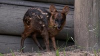 Pudus adalah hewan yang sangat sulit ditangkap dan lari secara zig-zag saat dikejar oleh predator. Rusa kecil ini juga menghadapi ancaman dari anjing liar dan spesies yang dibawa ke Argentina selatan dan Chili.