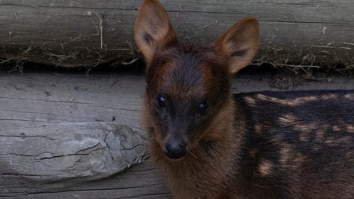 A rare pudu fawn named Lenga, born earlier this month, is seen at the Temaiken Foundation, in Buenos Aires, Argentina November 22, 2024. REUTERS/Alessia Maccioni     TPX IMAGES OF THE DAY