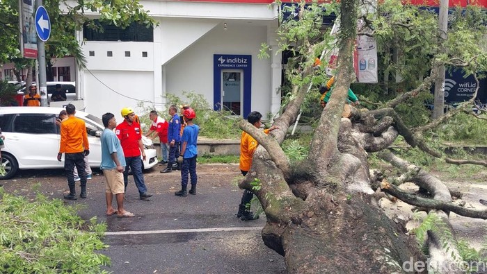 Proses evakuasi pohon tumbang di Jalan Mayor Kusmanto, Kecamatan Pasar Kliwon, Kota Solo, tepatnya sebelah selatan Benteng Vastenburg, Kamis (28/11/2024).