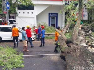 Pohon Tumbang Timpa Mobil di Dekat Benteng Vastenburg Solo