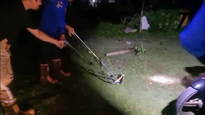 Warga di Kabupaten Mamuju, Sulawesi Barat (Sulbar) dibuat geger dengan kemunculan ular kobra sepanjang 1 meter yang terjepit di pagar rumah.