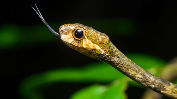 Ular siput jerapah