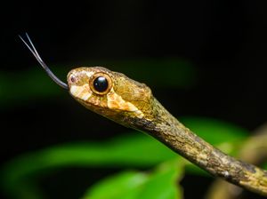 7 Jenis Ular yang Sering Ditemui Pendaki di Gunung, Wajib Diwaspadai!