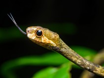 Mimpi Membunuh Ular, Begini Artinya dalam Islam