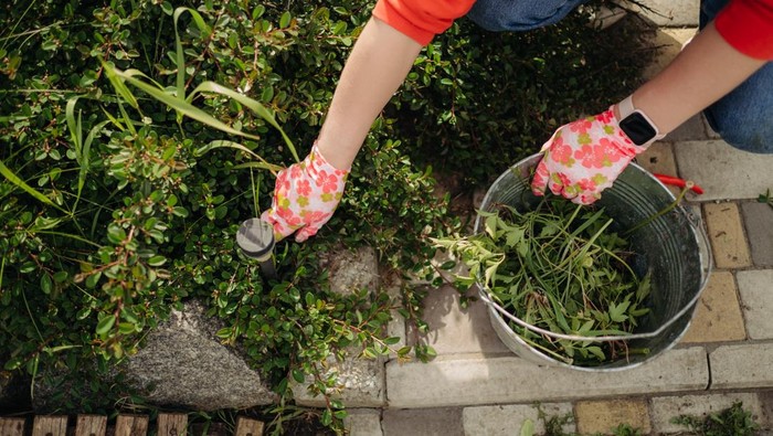 A young woman pulls weeds in her huge garden in the spring, clearing the garden after winter