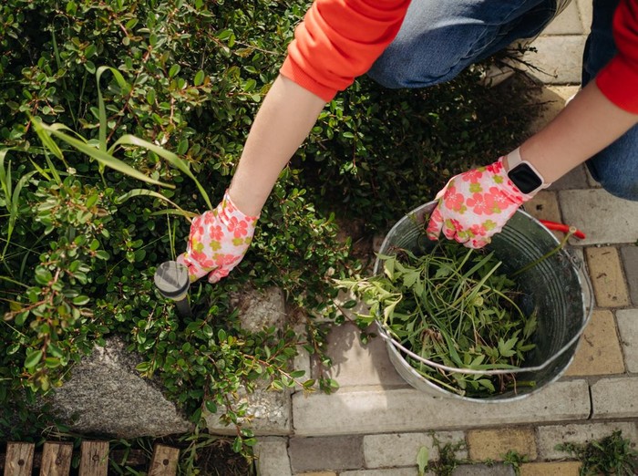 A young woman pulls weeds in her huge garden in the spring, clearing the garden after winter