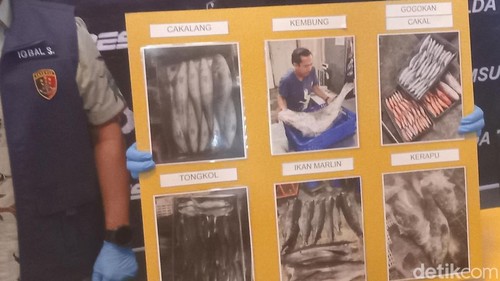 Polisi menunjukkan barang bukti pengiriman ikan dan tambang ilegal saat konferensi pers di Ditreskrisus Polda Bali, Jumat (29/11/2024). (Aryo Mahendro/detikBali).