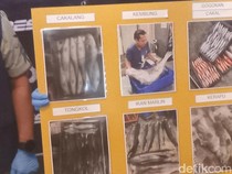 Kirim 1,8 Ton Ikan ke Bali Tanpa Dokumen, 2 Pria Diciduk Polisi