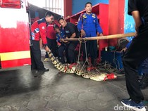 Geger Buaya Muncul di Kota Jogja!