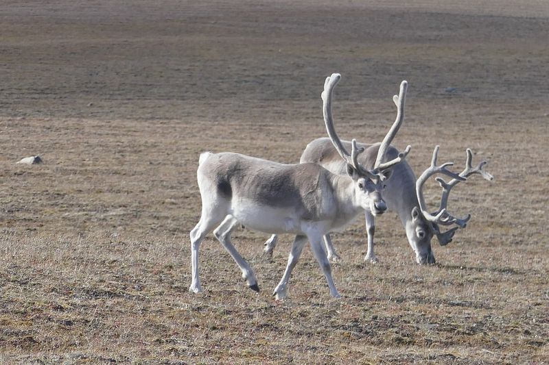 Caribou Peary
