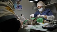 Setelah berhasil ditangkap, kucing-kucing itu dibawa ke klinik hewan untuk dilakukan sterilisasi sebelum akhirnya dikembalikan ke lingkungan asal mereka.