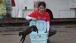 Cegah Overpopulasi, Kucing Liar di Jakarta Disterilisasi Massal