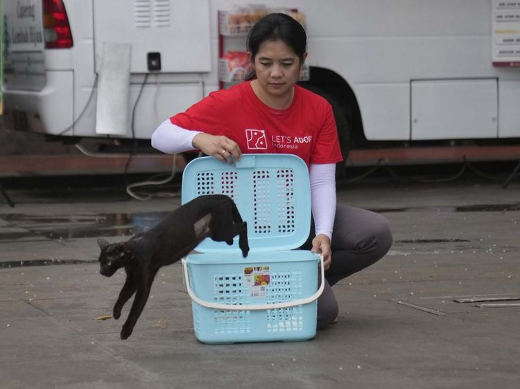 Cegah Overpopulasi, Kucing Liar di Jakarta Disterilisasi Massal