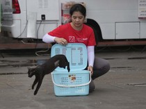 Cegah Overpopulasi, Kucing Liar di Jakarta Disterilisasi Massal